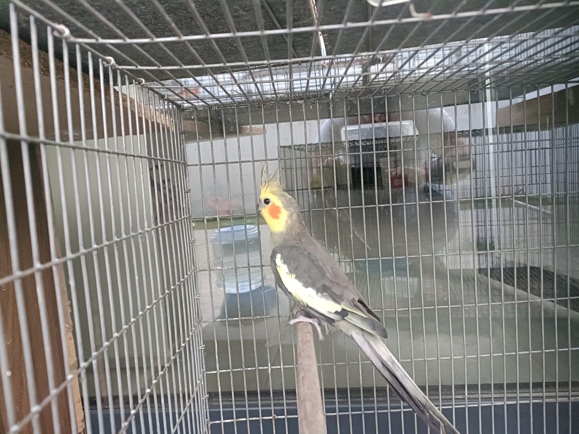 Vendo ou troco caturra macho