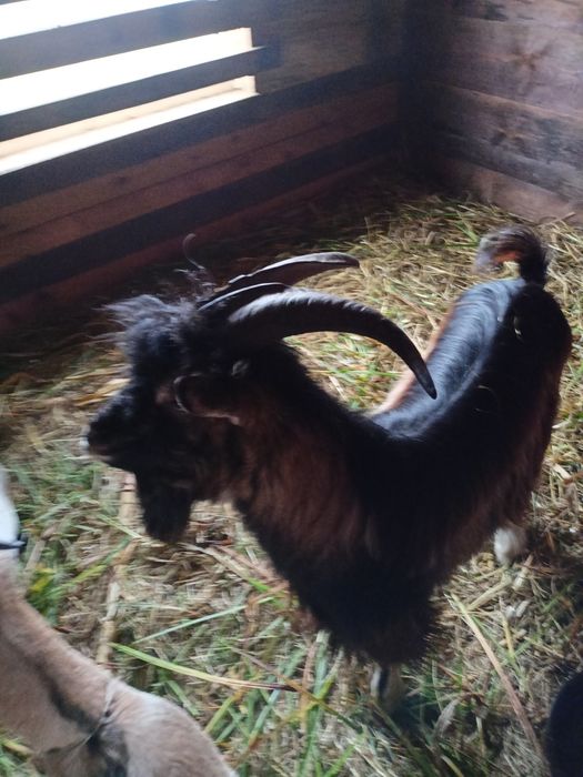 Sprzedam lub zamienię na pasze kozła.