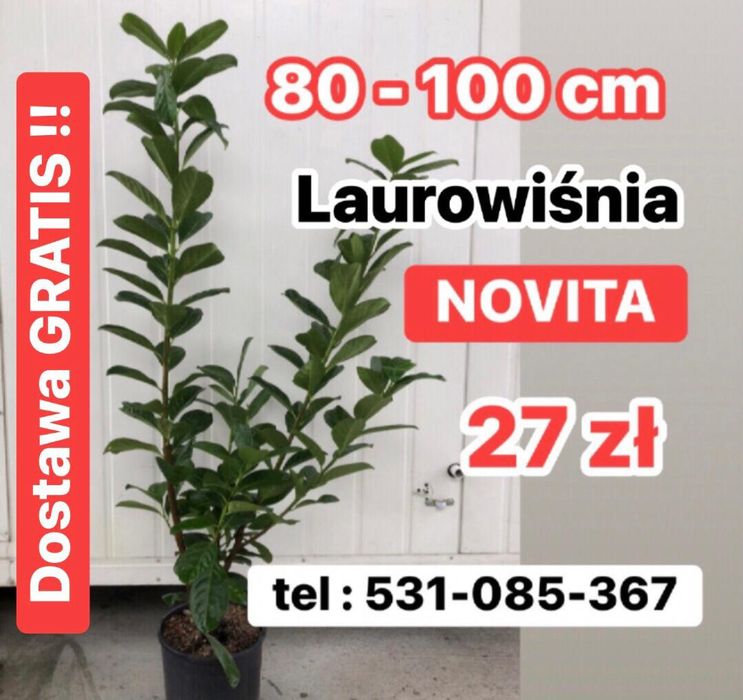 OSTATNIE SZTUKI ‼️Piękna‼️ Laurowiśnia NOVITA 80-100 cm ‼️Wielopędowa