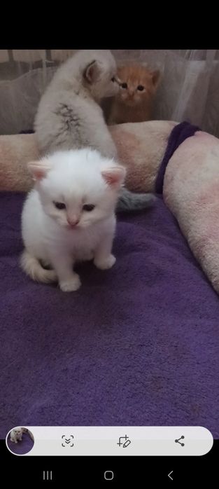 Віддам дуже гарних ,ласкавий кошенят.