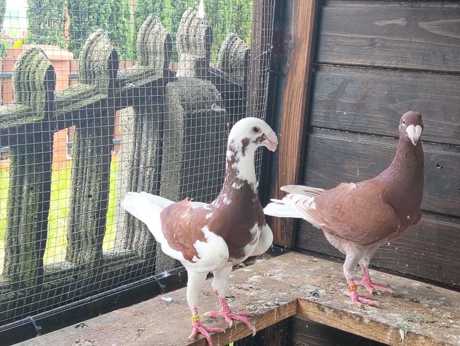 Niemieckie wystawowe para i młody cena za całość