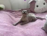 Devon rex koteczka