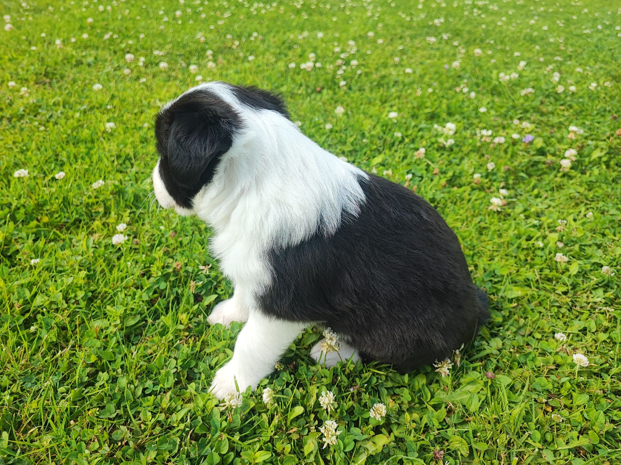 Border Collie czarno-biały szczeniak – klasyczne umaszczenie, metryka