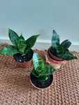Sansewieria Hahnii – mini