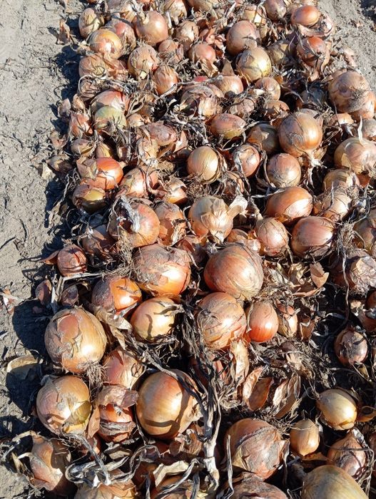 Cebula żółta,  ziemniaki jadalne