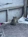 Котята бесплатно