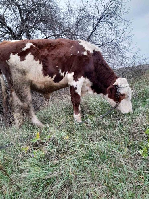 ВРХ бика на м'ясо продам