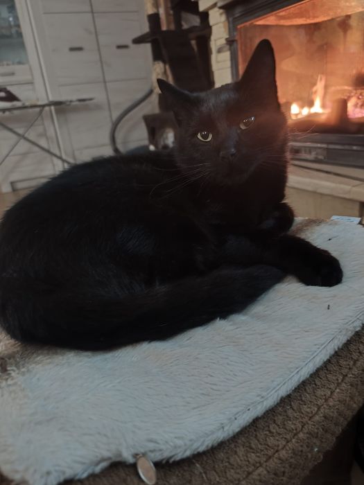 Czarny kocurek 2letni wykastrowany BARDZO PRZYJAZNY