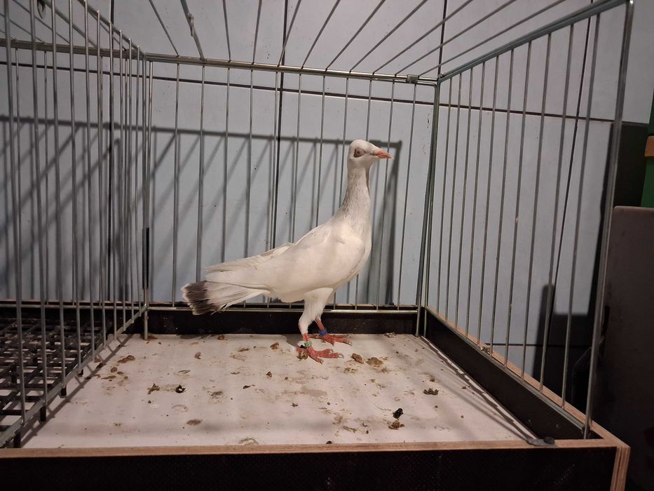 perłowe perłowy samczyki