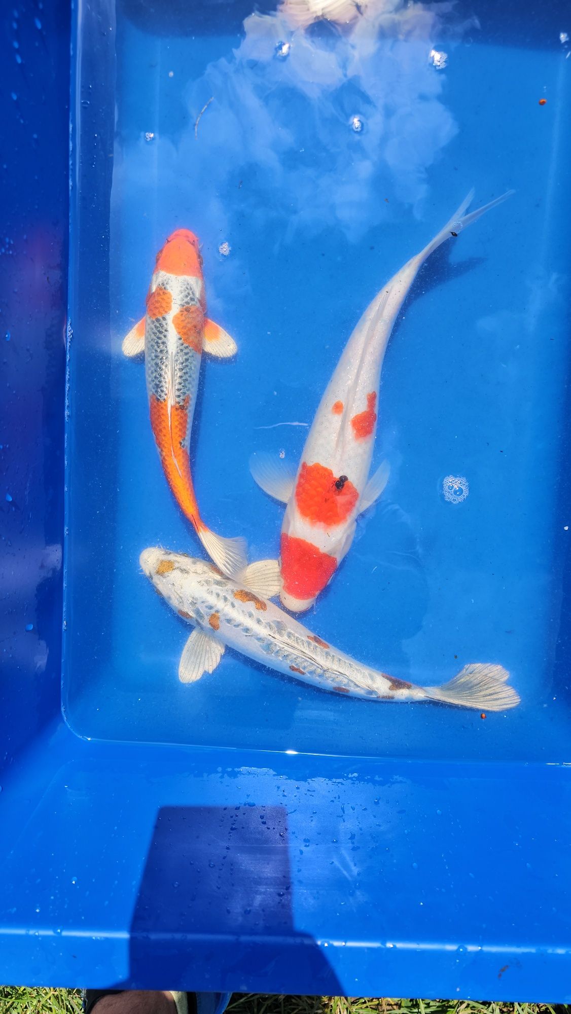 Karp koi - duże sztuki od 35 do 60cm