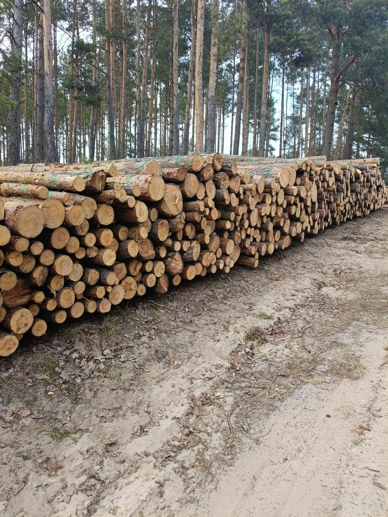 Papierówka sosnowa S2A 2.55m