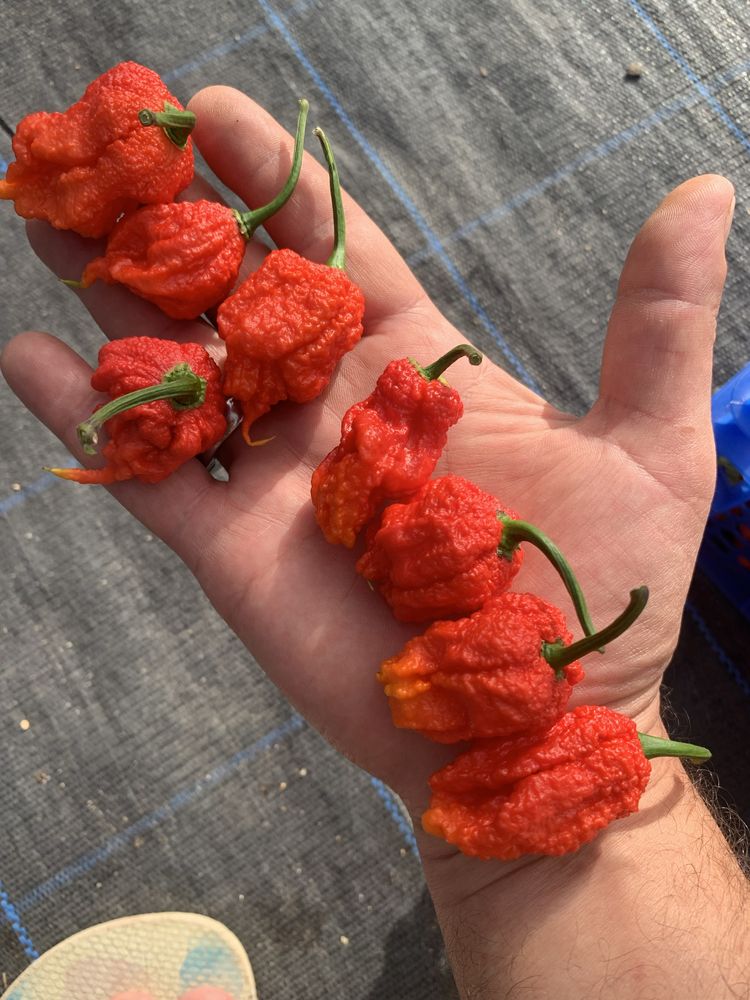 Carolina Reaper desidratada