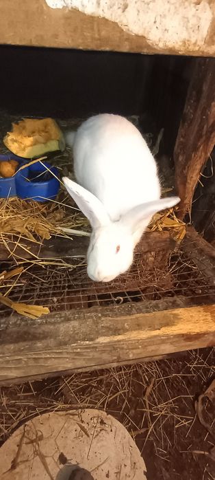 Молодий кролик ,м*ясо кролика