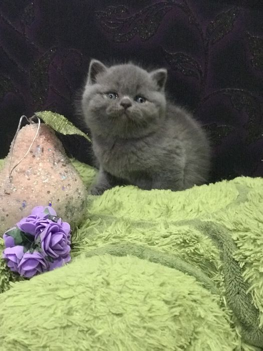 Шикарний кіт на вязку !