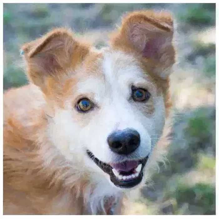 Особенный пес ищет дом