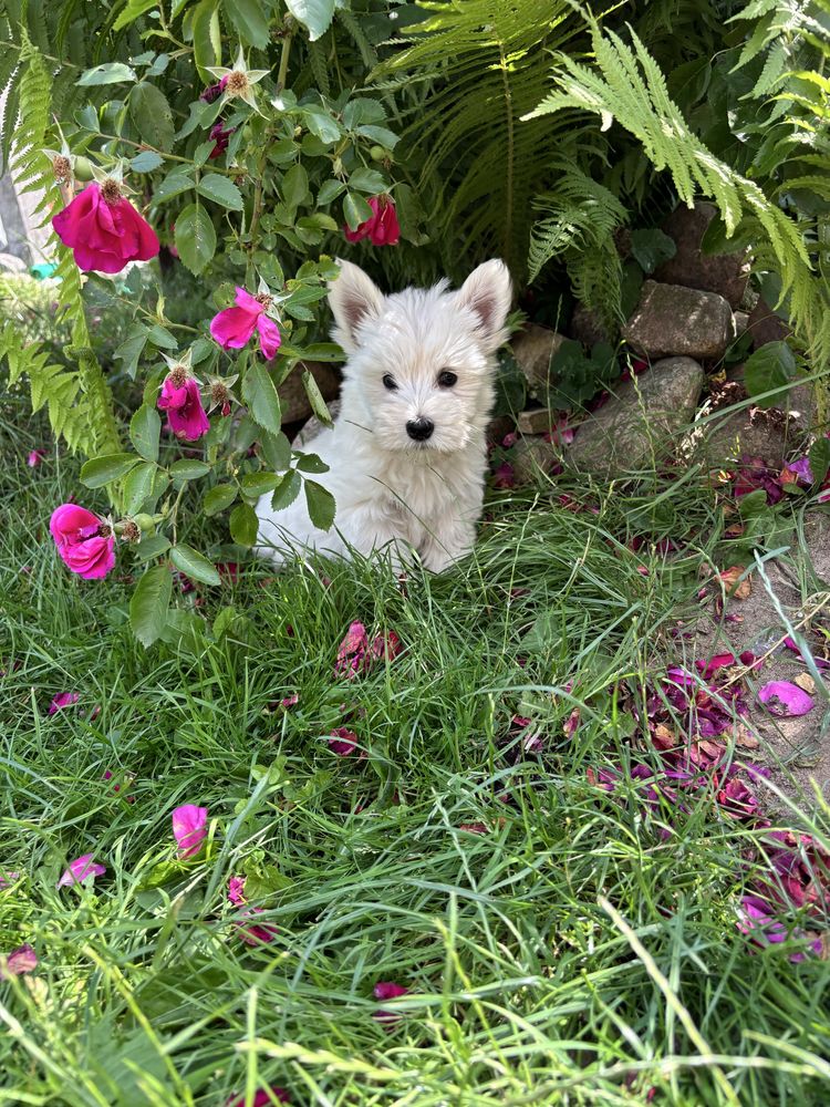 Piesek  West Highland white terrier