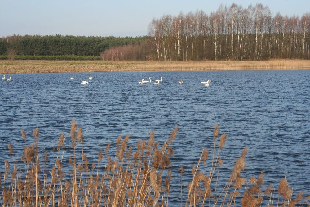 Karp 20 cm i posiadamy też mniejsze. Ryby do zarybiania stawów i oczek