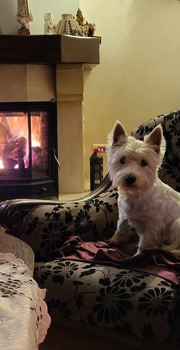 West Highland White Terrier