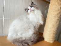 Ragdoll kocurek Sonat