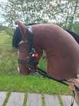 Hobby horse * z szablonu SHV*