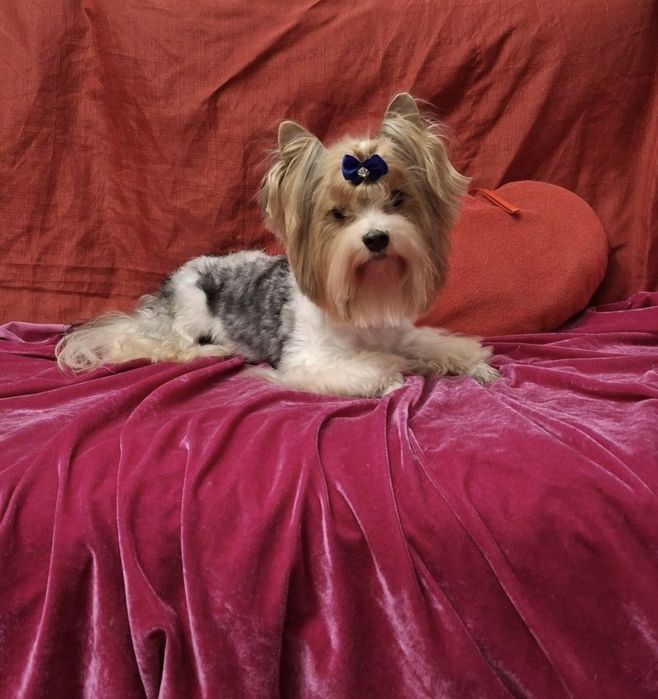 Бівер йорк. Продам дорослого кабіля