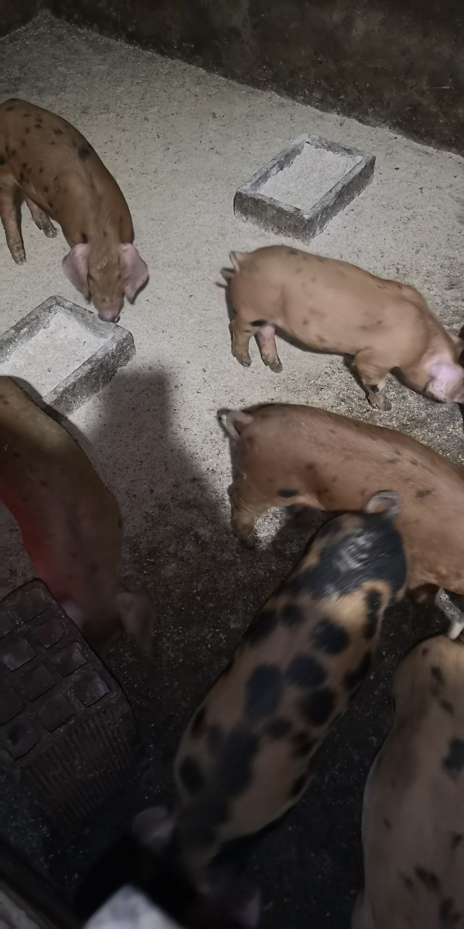 Leitão Malhado de Alcobaça cruzado com Duroc