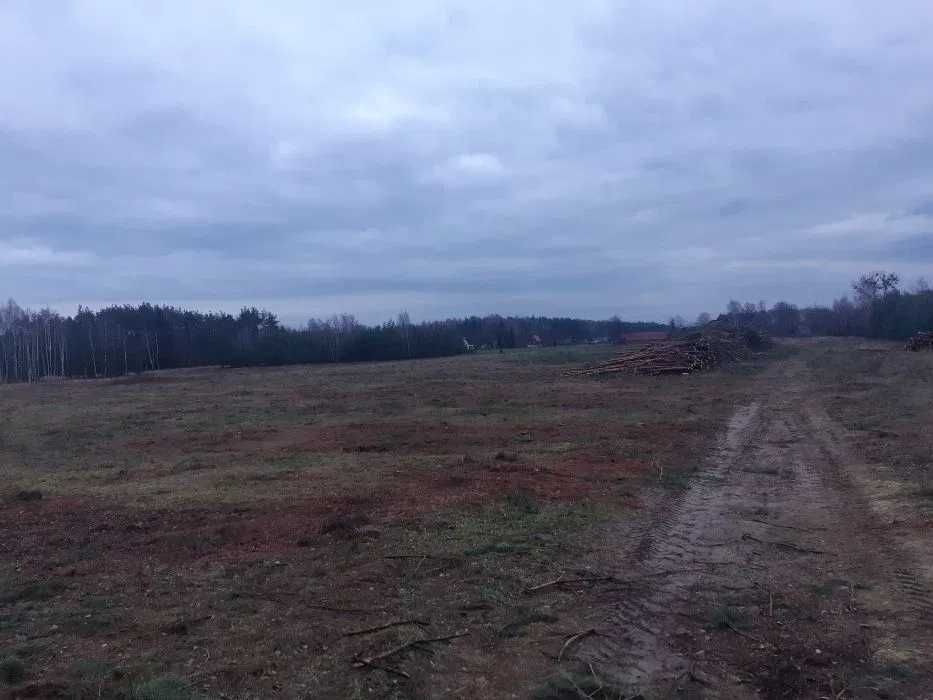 Wycinka drzew lasu wycinanie skup drewna rębak mulczer rekultywacja