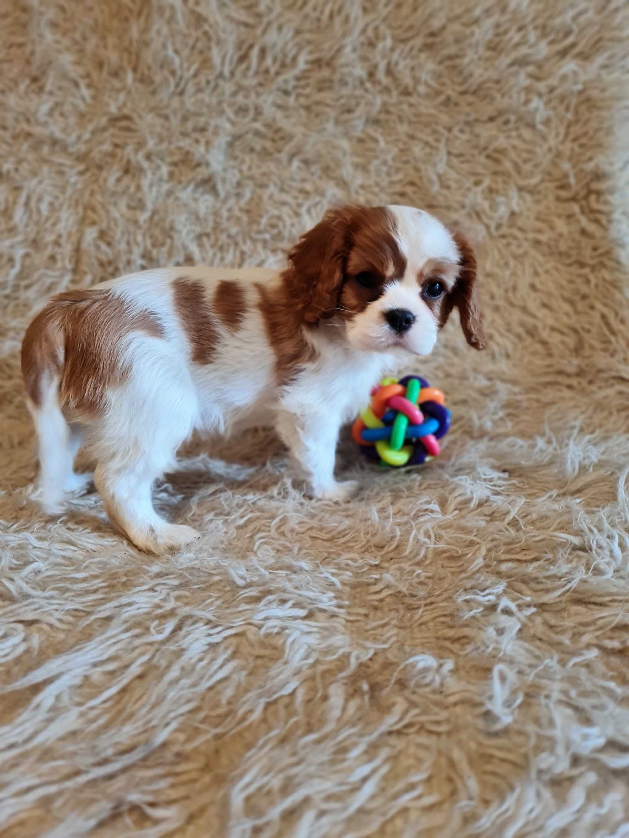 Cavalier King Charles Spaniel Suczka ZKwP FCI