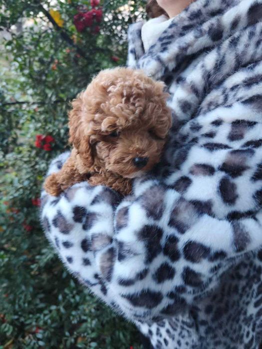 Мальтипу цуценята