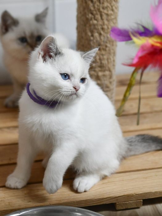 Kocurek Brytyjski krótkowłosy  rodowód WCF