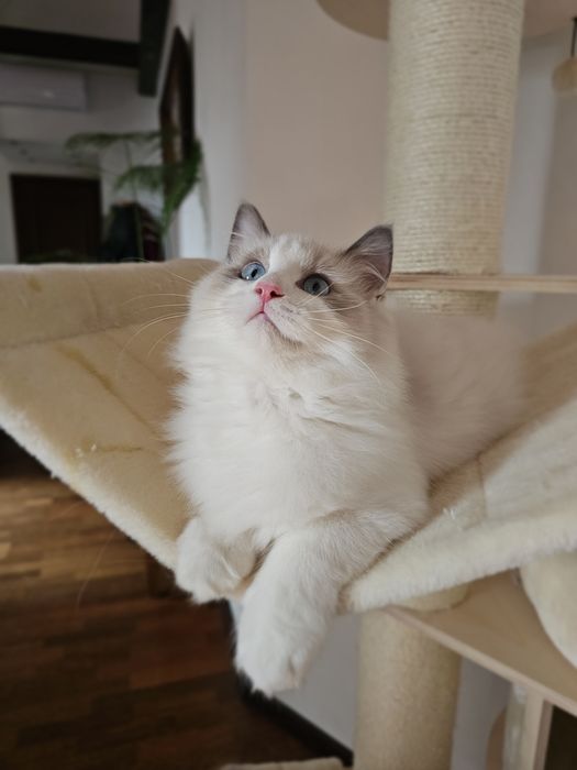 Ragdoll kocurek Blue Bikolor po kastracji