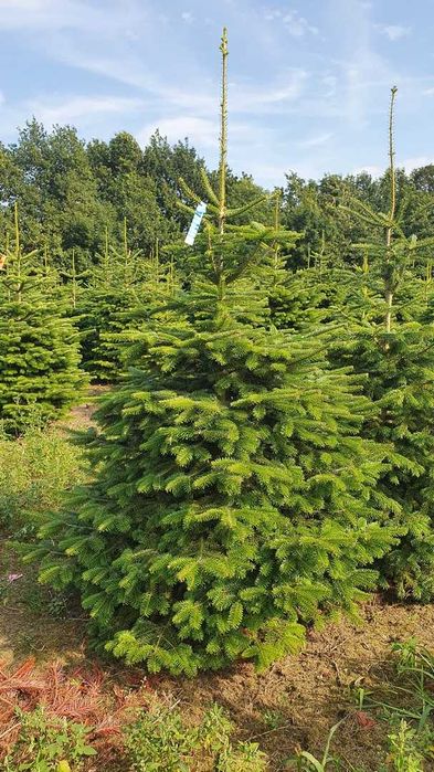Świerk Pospolity Formowany cięty lub w donicy 80 - 250 cm / JODŁA