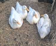 Kaczki pekin piżmowe
