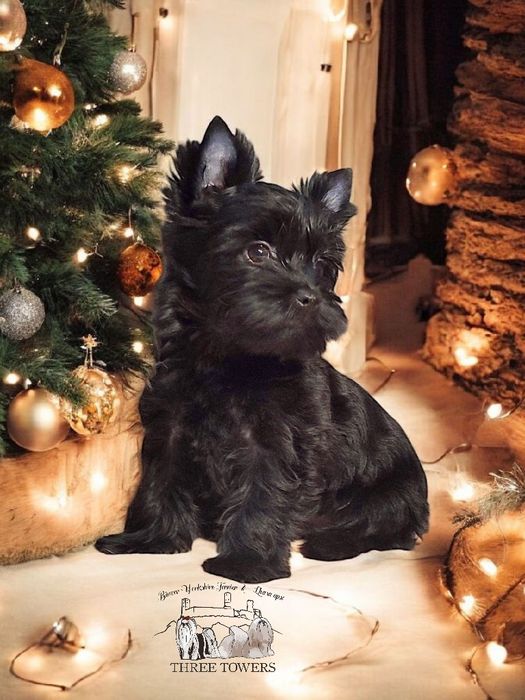 Czarna suczka Yorkshire Terrier, york