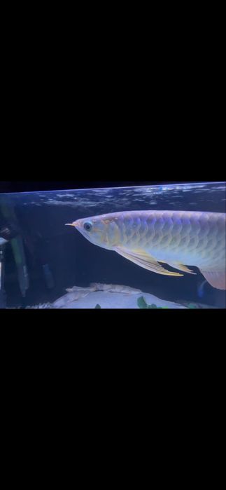 Arowana super red 30cm+ com certificado