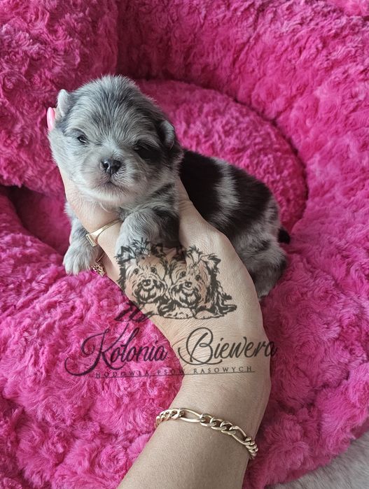 Szpic Miniaturowy Orange Merle sunia PASZPORT