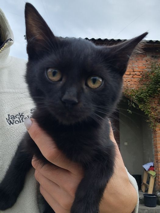 Сіра кицька і два котики  шукають сімю.