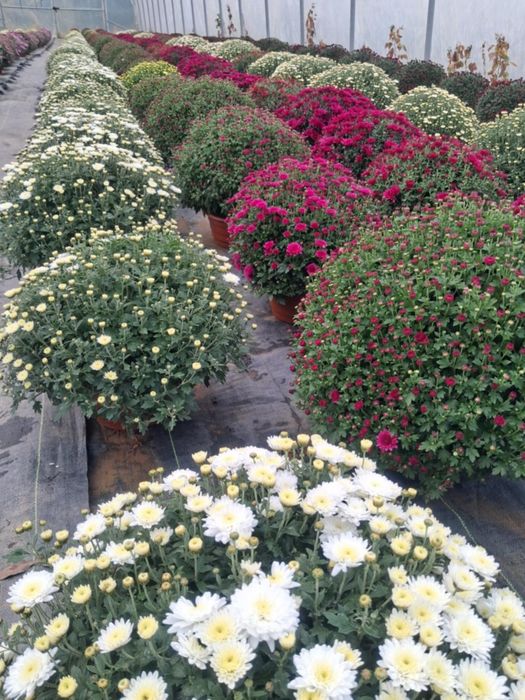 Chryzantemy drobnokwiatowe