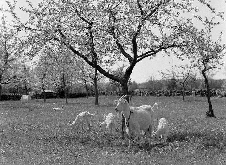 Skanowanie slajdów, negatywów  35 i 120