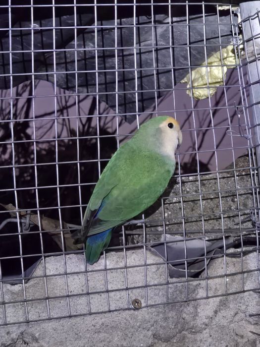 Roseicollis para venda