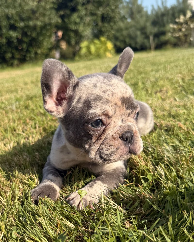 Buldog francuski suczka merle