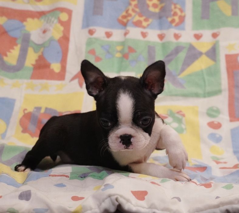 Boston terrier suczka