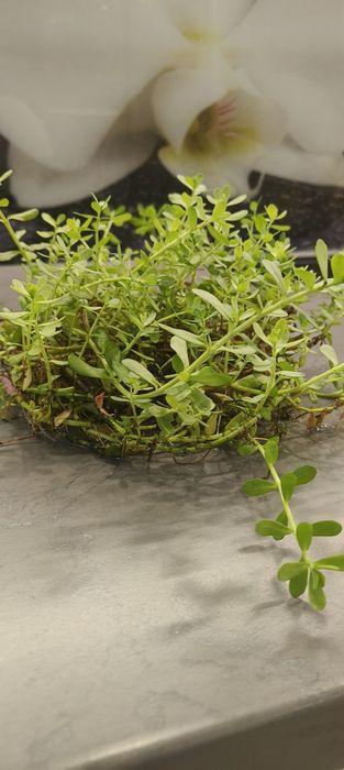 Bacopa Monieri duża kępa , ukorzeniona