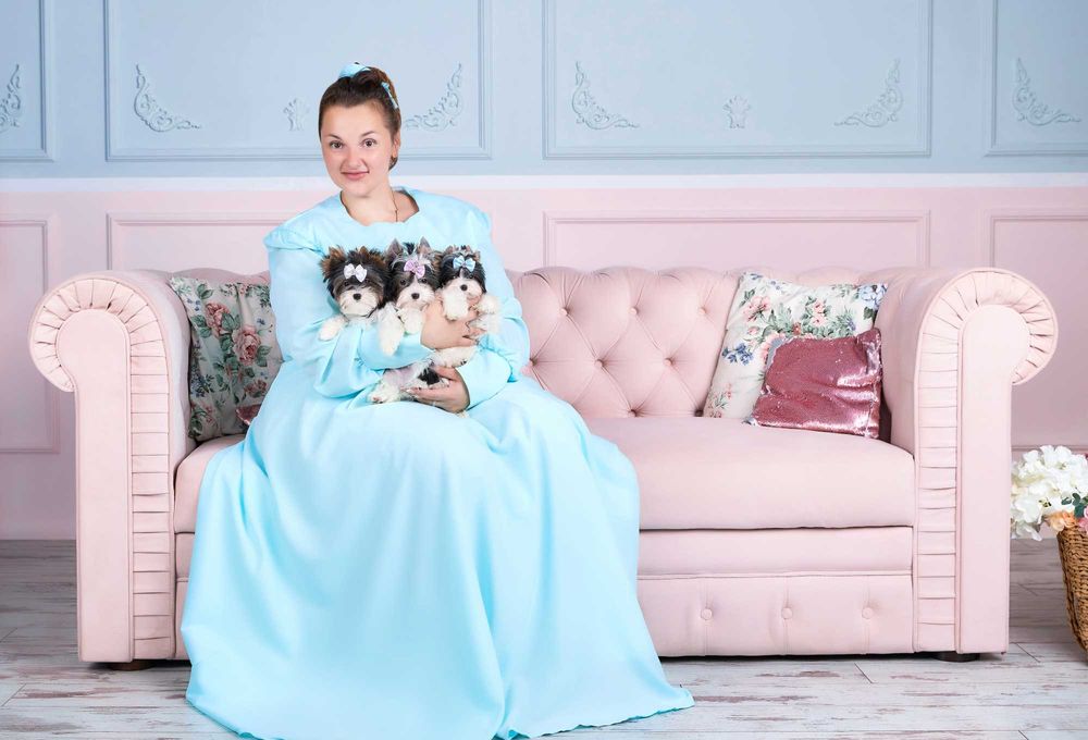 Бивер йорк терьеры из профессионального питомника КСУ