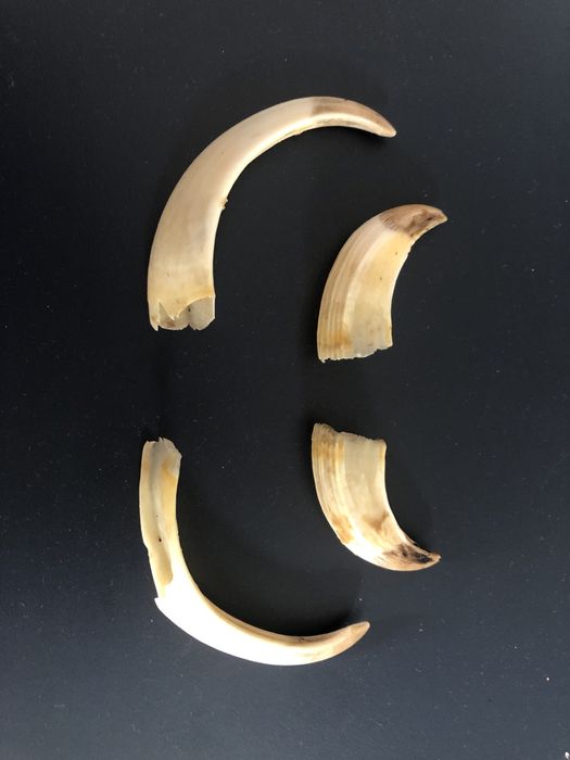 Oręż fajki szable kły dzika