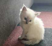 Ragdoll - kocurek Blue Point z domowej hodowli