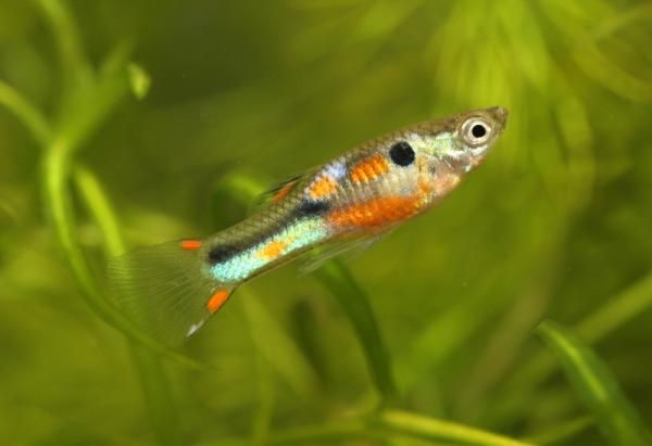 gupiki Endlera z akwarium domowego + male glonojady