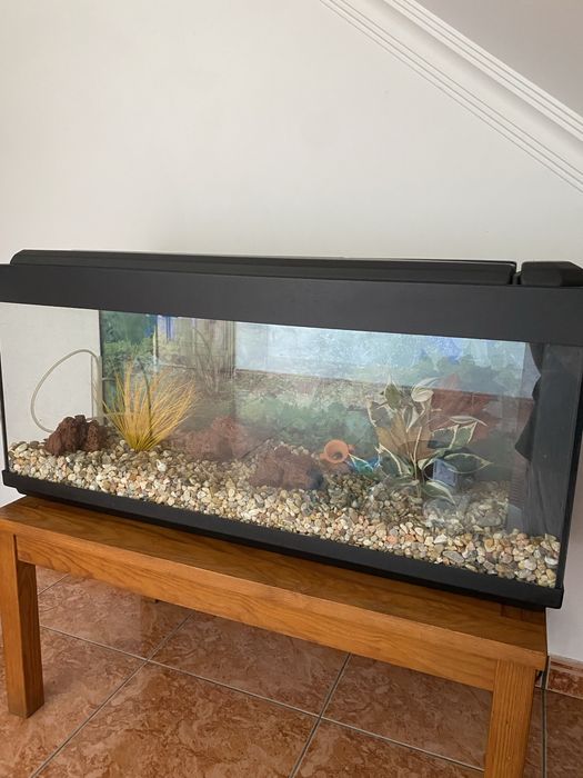 Aquário preparado para água fria 120l