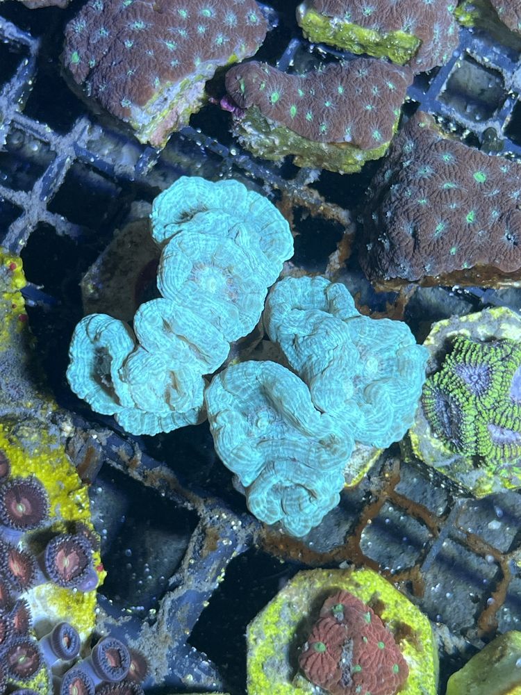 17 Caulastrea Mint Mietowa 6 Głow  Koralowiec Lps Akwarium Morskie