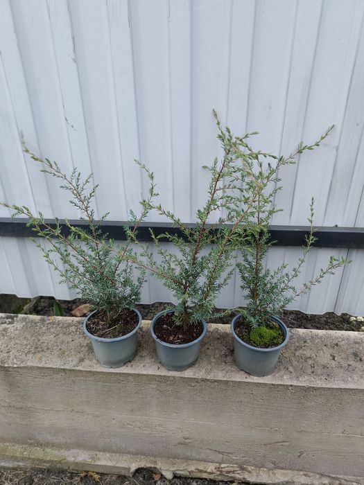 Продам колумна, смарагд,брабант, літл чемпіон, літл гігант, суеціка